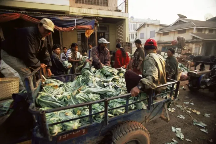 Framed Print : Cauliflower delivery, Pin Oo Lwyn, Myanmar (Burma), Asia Framed Print : Cauliflower delivery, Pin Oo Lwyn, Myanmar (Burma), Asia