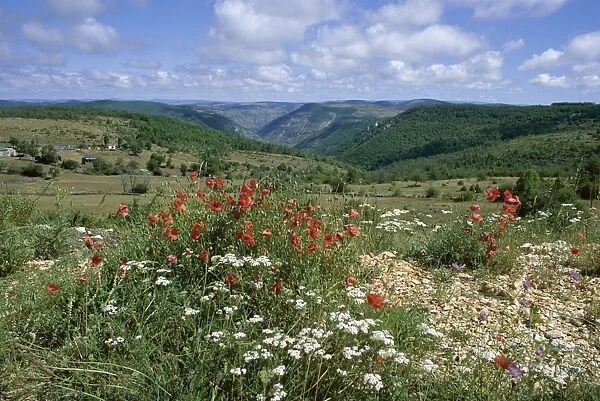 Causse Mejean, Gorges du Tarn behind, Lozere, Languedoc-Roussillon, France, Europe