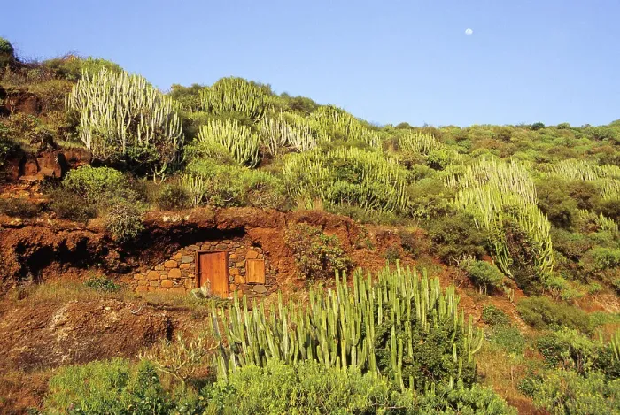 Framed Print : Cave dwelling among euphorbia, La Palma, Canary Islands, Spain, Atlantic Ocean, Europe Framed Print : Cave dwelling among euphorbia, La Palma, Canary Islands, Spain, Atlantic Ocean, Europe