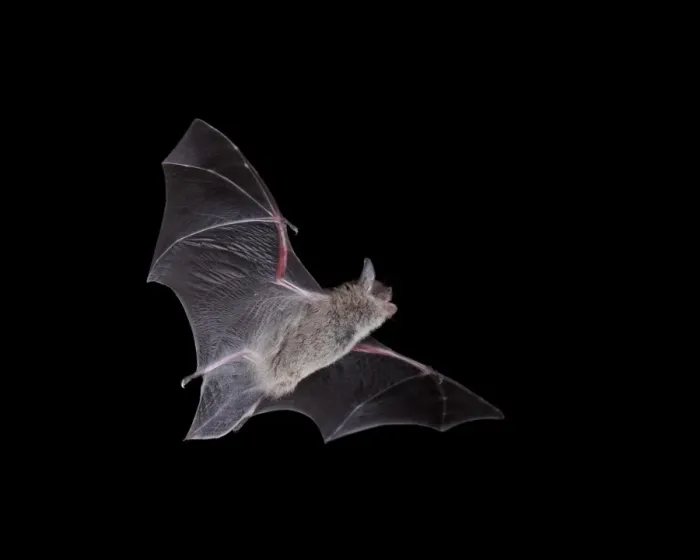 Framed Print : Cave Myotis (Myotis velifer) in flight in captivity, Hidalgo County, New Mexico, United States of America, North America Framed Print : Cave Myotis (Myotis velifer) in flight in captivity, Hidalgo County, New Mexico, United States of America, North America