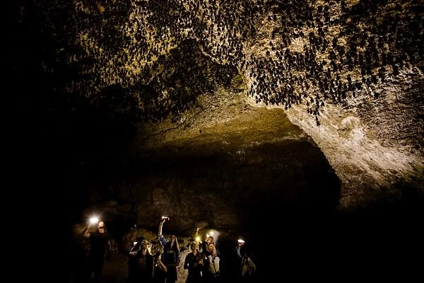 Cavers shining lamps on bats in Pokhara Bat Caves, Pokhara, Nepal, Asia