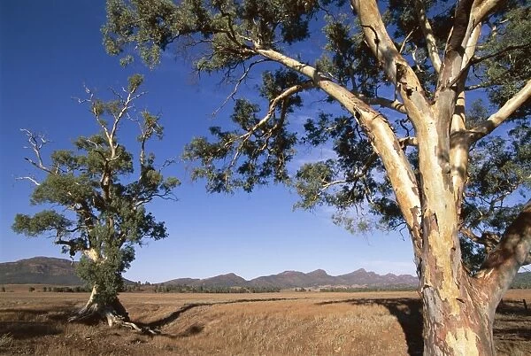 Cazneaux Tree, Red River Gum, Wilpena, Flinders Range, South Australia