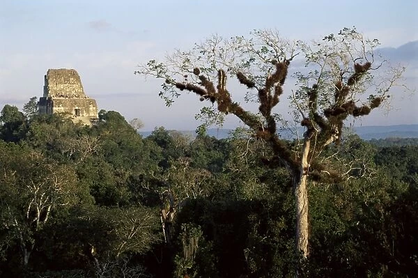 Cedar tree with bromeliades, Temple 4 beyond, Tikal, UNESCO World Heritage Site