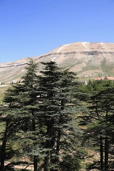 The Cedar Trees of Bcharre, Qadisha Valley (Holy Valley), UNESCO World Heritage Site