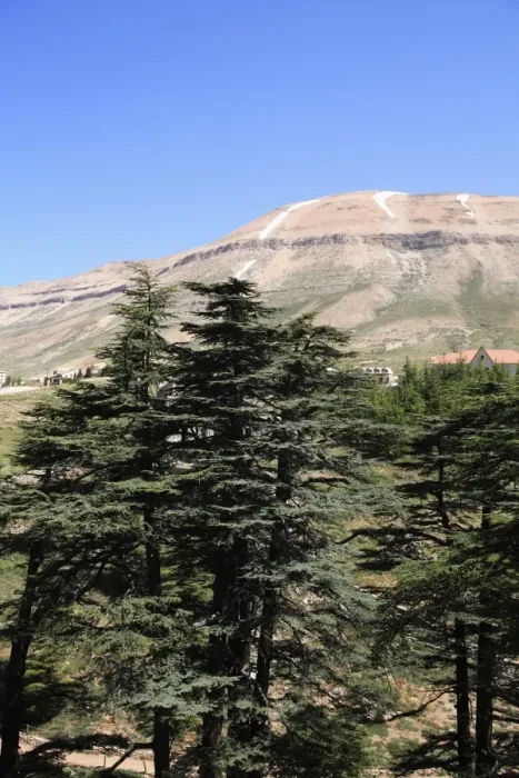 Framed Print : The Cedar Trees of Bcharre, Qadisha Valley (Holy Valley), UNESCO World Heritage Site Framed Print : The Cedar Trees of Bcharre, Qadisha Valley (Holy Valley), UNESCO World Heritage Site