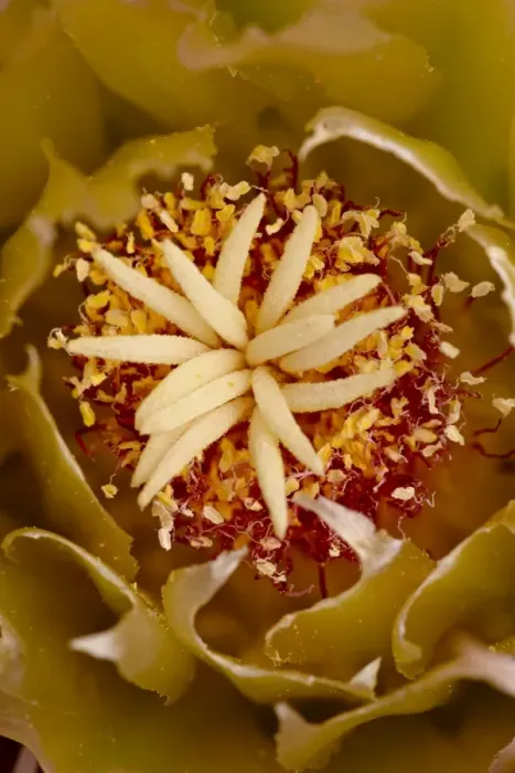 Framed Print : Center of a Red Barrel Cactus (Ferocactus cylindraceus) flower, Anza-Borrego Desert State Park Framed Print : Center of a Red Barrel Cactus (Ferocactus cylindraceus) flower, Anza-Borrego Desert State Park