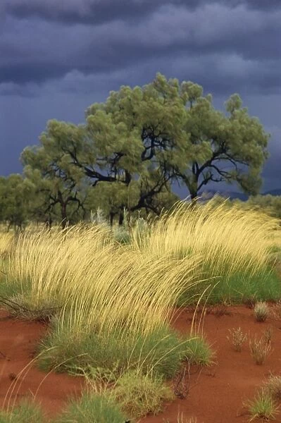 Central Desert, Northern Territory, Australia, Pacific