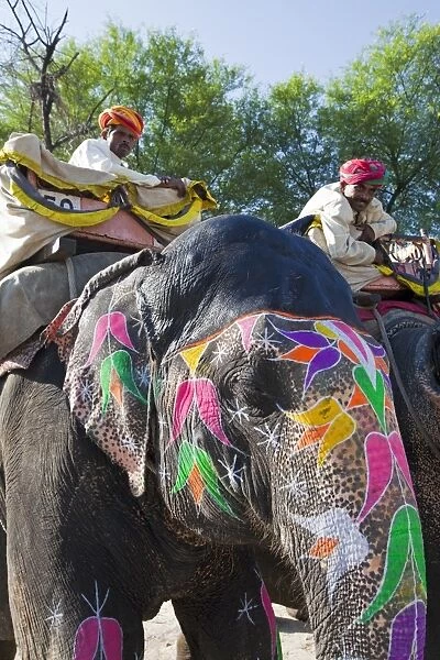 Ceremonial painted elephant at Amber Fort near Jaipur, Rajasthan, India, Asia