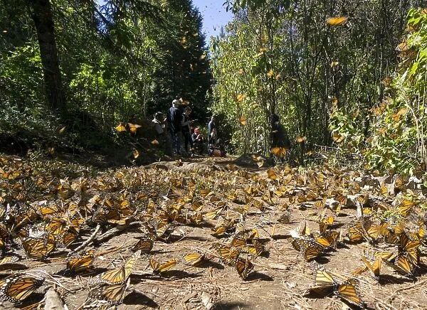 Cerro Pelon Monarch Butterfly Biosphere, UNESCO World Heritage Site, Mexico, North