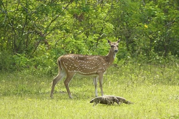 Ceylon spotted deer hind and Land monitor lizard, Yala National Park, Sri Lanka, Asia