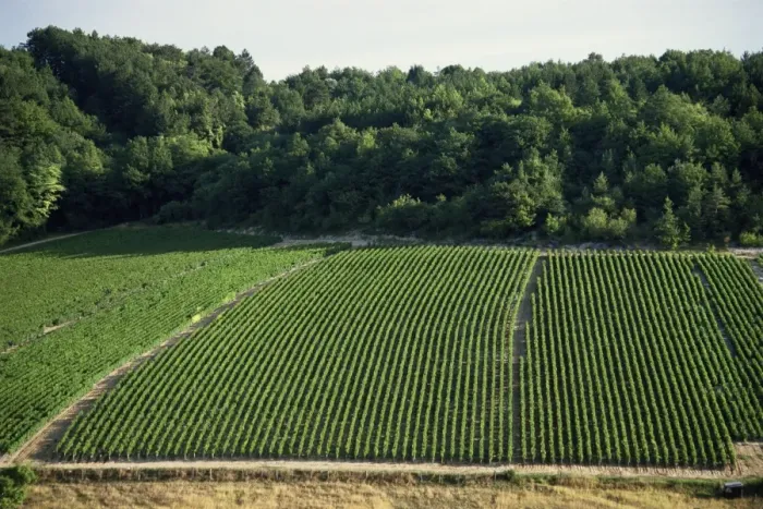 Framed Print : Chablis vineyards, Fleys, near Chablis, Yonne, Burgunday, France, Europe Framed Print : Chablis vineyards, Fleys, near Chablis, Yonne, Burgunday, France, Europe