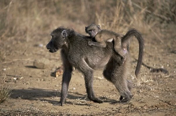 Chacma baboon (Papio cynocephalus) carrying young