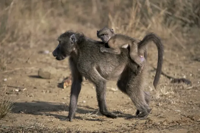 Framed Print : Chacma baboon (Papio cynocephalus) carrying young Framed Print : Chacma baboon (Papio cynocephalus) carrying young