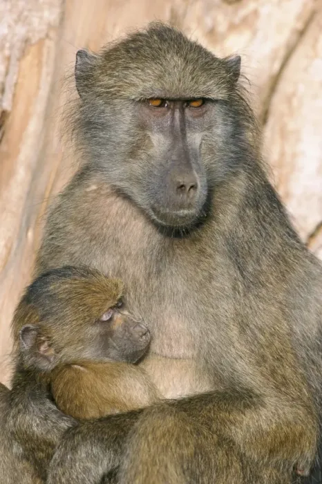 Framed Print : Chacma baboon (Papio cynocephalus) nursing infant Framed Print : Chacma baboon (Papio cynocephalus) nursing infant