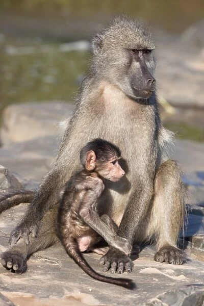 Chacma baboon (Papio cynocephalus ursinus), with baby, Kruger National Park, South Africa, Africa