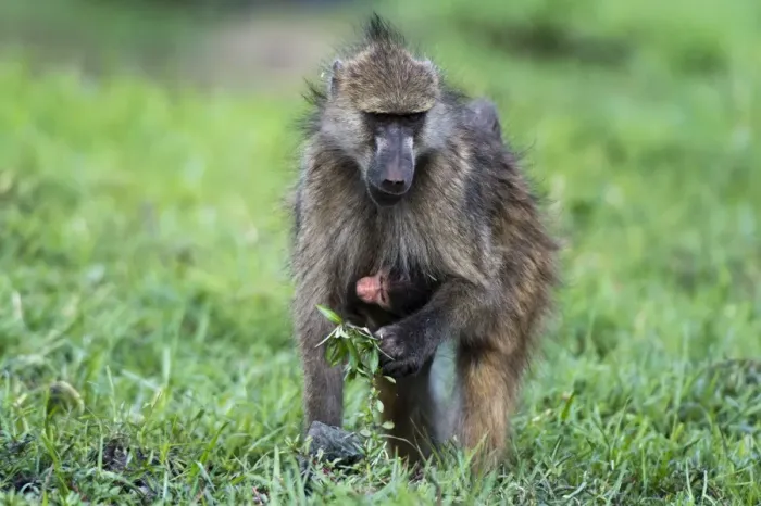 Framed Print : Chacma baboon (Papio hamadryas ursinus), Chobe National Park, Botswana, Africa Framed Print : Chacma baboon (Papio hamadryas ursinus), Chobe National Park, Botswana, Africa