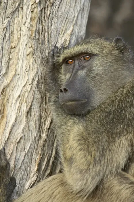 Framed Print : Chacma Baboon (Papio ursinus) Framed Print : Chacma Baboon (Papio ursinus)