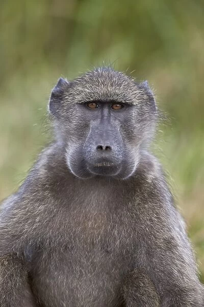 Chacma baboon (Papio ursinus) with its cheeks full of food, Hluhluwe Game Reserve, South Africa, Africa