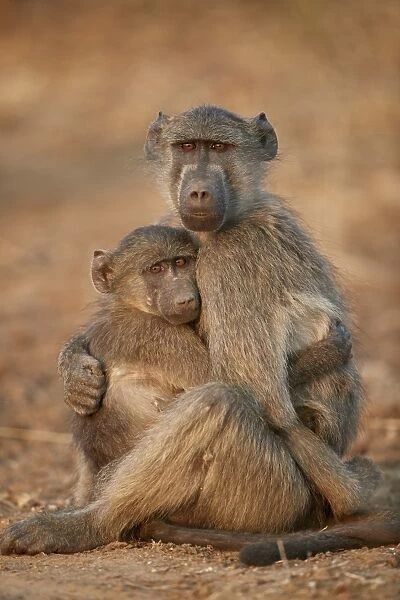 Chacma Baboon (Papio ursinus) comforting a young one, Kruger National Park, South Africa