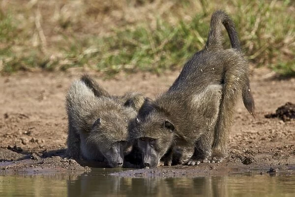 Two Chacma baboon (Papio ursinus) drinking, Kruger National Park, South Africa, Africa