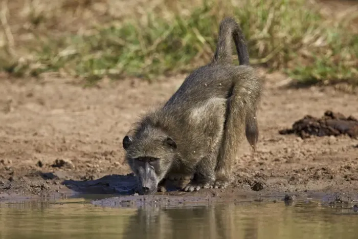 Framed Print : Chacma baboon (Papio ursinus) drinking, Kruger National Park, South Africa, Africa Framed Print : Chacma baboon (Papio ursinus) drinking, Kruger National Park, South Africa, Africa