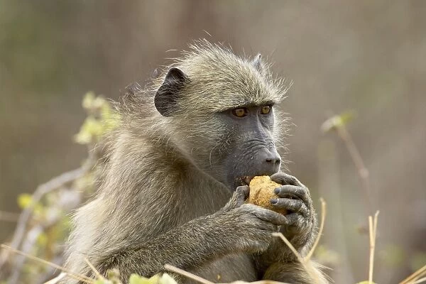 Chacma baboon (Papio ursinus) eating