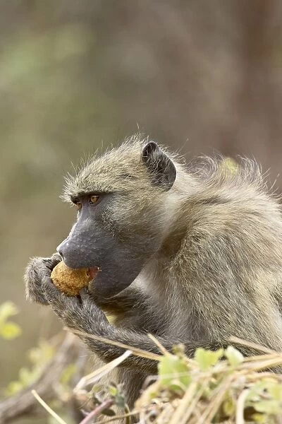 Chacma baboon (Papio ursinus) eating