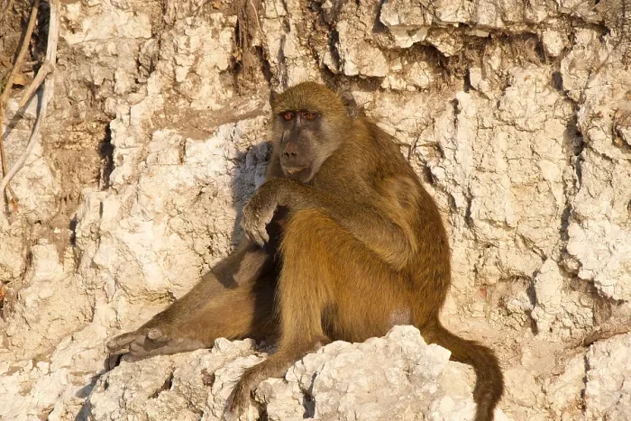 Framed Print : Chacma baboon, (Papio ursinus griseipes) adult resting, in evening light, Chobe National Park, Botswana, Africa Framed Print : Chacma baboon, (Papio ursinus griseipes) adult resting, in evening light, Chobe National Park, Botswana, Africa