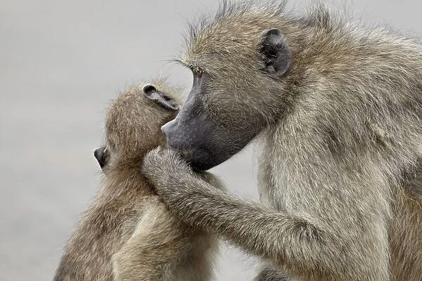 Chacma baboon (Papio ursinus) grooming, Kruger National Park, South Africa, Africa