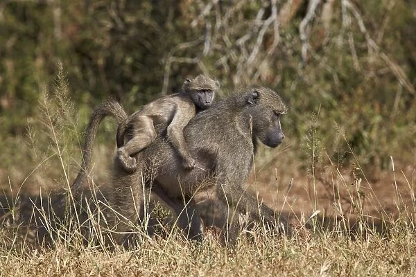 Chacma baboon (Papio ursinus) infant riding on its mothers back, Kruger National Park