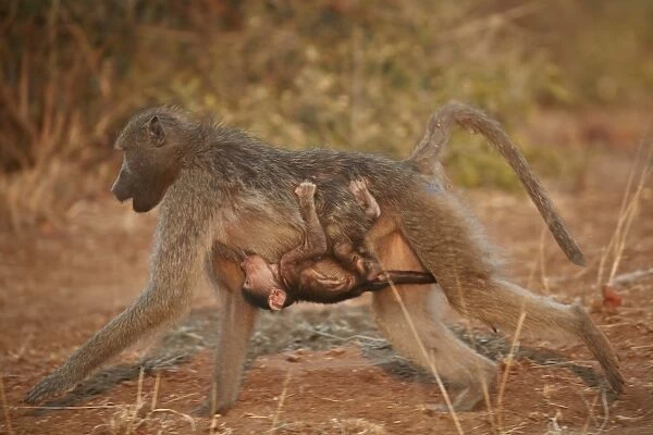 Chacma Baboon (Papio ursinus) infant riding on its mother and nursing, Kruger National Park