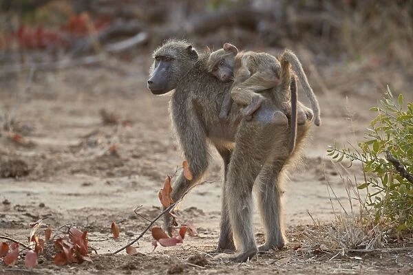 Chacma Baboon (Papio ursinus) infant riding its mother, Kruger National Park, South Africa