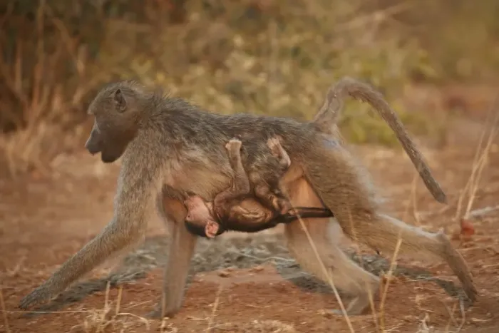 Framed Print : Chacma Baboon (Papio ursinus) infant riding on its mother and nursing, Kruger National Park Framed Print : Chacma Baboon (Papio ursinus) infant riding on its mother and nursing, Kruger National Park