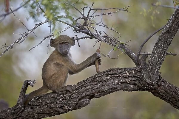 Chacma baboon (Papio ursinus) juvenile in a tree, Kruger National Park, South Africa