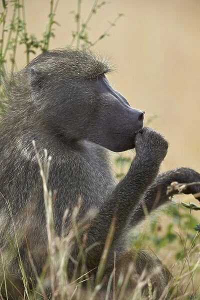 Chacma baboon (Papio ursinus), Kruger National Park, South Africa, Africa