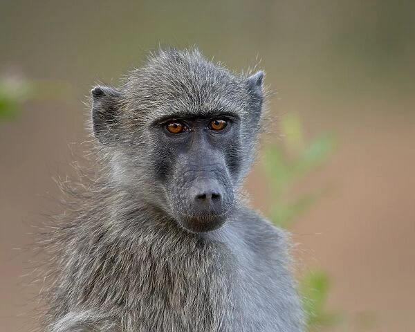 Chacma Baboon (Papio ursinus), Kruger National Park, South Africa, Africa