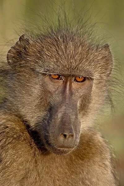 Chacma Baboon (Papio ursinus), Kruger National Park, South Africa, Africa