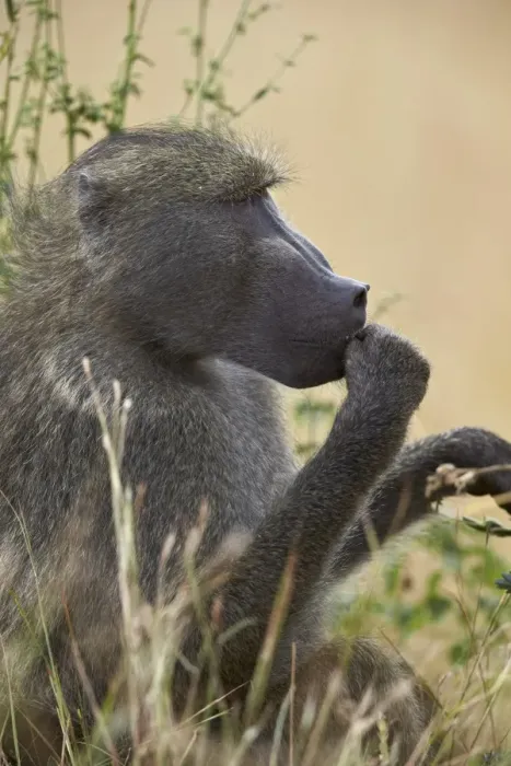 Framed Print : Chacma baboon (Papio ursinus), Kruger National Park, South Africa, Africa Framed Print : Chacma baboon (Papio ursinus), Kruger National Park, South Africa, Africa