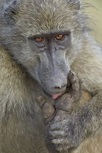 Chacma baboon (Papio ursinus) licking a wound on its foot, Kruger National Park, South Africa, Africa