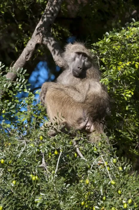 Framed Print : Chacma baboon (Papio ursinus), Mashatu Game Reserve, Botswana, Africa Framed Print : Chacma baboon (Papio ursinus), Mashatu Game Reserve, Botswana, Africa