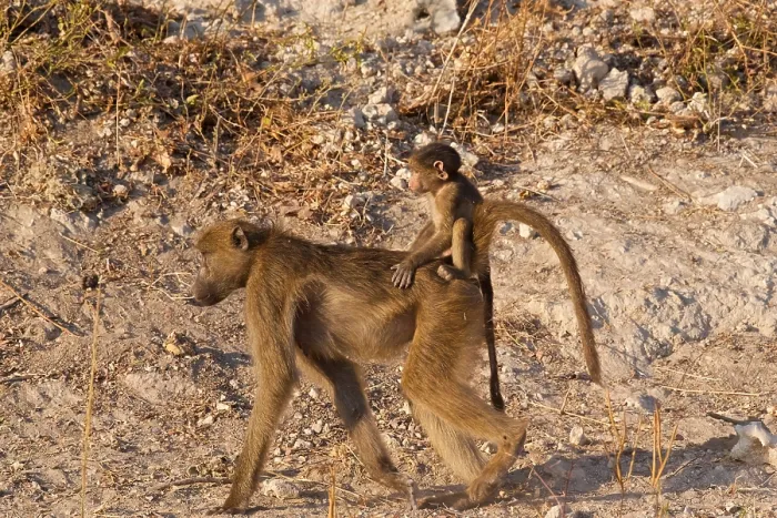Framed Print : Chacma baboon (Papio ursinus), mother with baby on her back, Chobe National Park, Botswana Framed Print : Chacma baboon (Papio ursinus), mother with baby on her back, Chobe National Park, Botswana