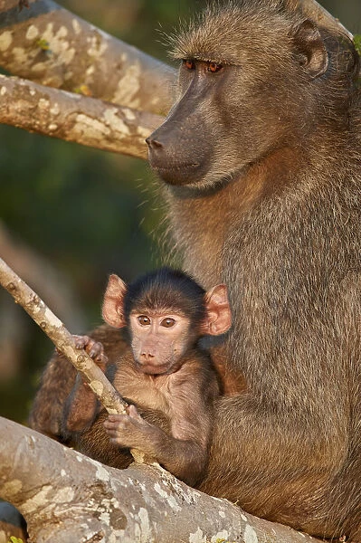 Chacma Baboon (Papio ursinus) mother and infant, Kruger National Park, South Africa