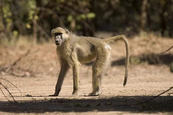 Chacma baboon, South Luangwa National Park, Zambia, Africa
