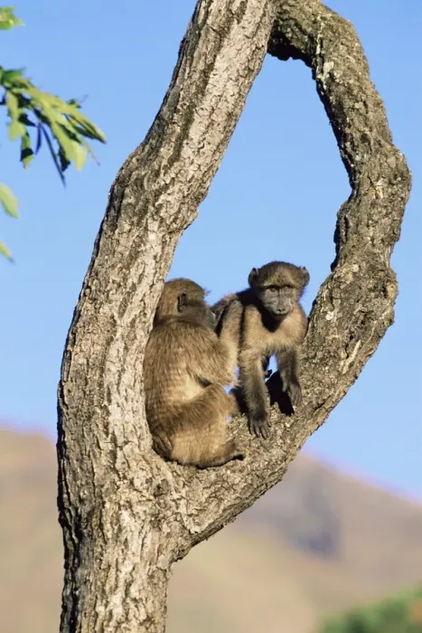 Framed Print : Chacma baboons Framed Print : Chacma baboons