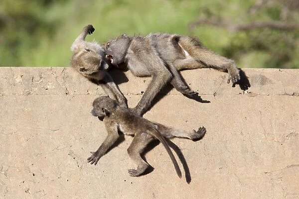 Chacma baboons (Papio cynocephalus ursinus) playing, Kruger National Park