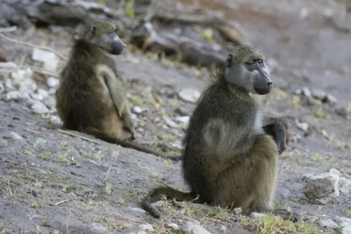 Framed Print : Two chacma baboons (Papio ursinus), Chobe National Park, Botswana, Africa Framed Print : Two chacma baboons (Papio ursinus), Chobe National Park, Botswana, Africa