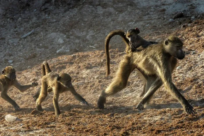Framed Print : Chacma baboons (Papio ursinus), Chobe National Park, Botswana, Africa Framed Print : Chacma baboons (Papio ursinus), Chobe National Park, Botswana, Africa
