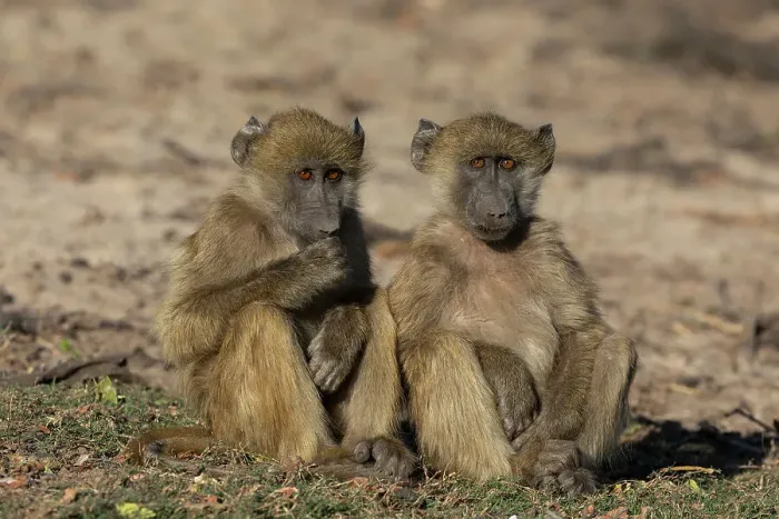 Framed Print : Chacma baboons (Papio ursinus), Chobe National Park, Botswana, Africa Framed Print : Chacma baboons (Papio ursinus), Chobe National Park, Botswana, Africa