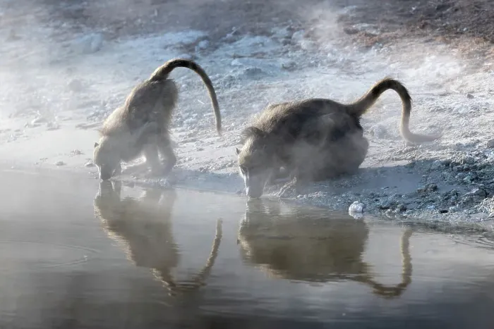 Framed Print : Chacma baboons (Papio ursinus) drinking, Chobe National Park, Botswana, Africa Framed Print : Chacma baboons (Papio ursinus) drinking, Chobe National Park, Botswana, Africa