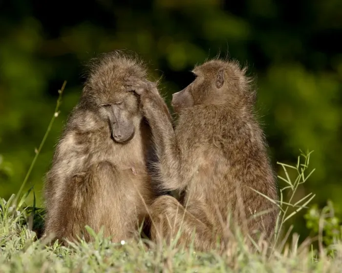 Framed Print : Two Chacma Baboons (Papio ursinus) grooming, Kruger National Park, South Africa, Africa Framed Print : Two Chacma Baboons (Papio ursinus) grooming, Kruger National Park, South Africa, Africa